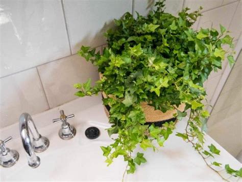 適合浴室的盆栽 學易經